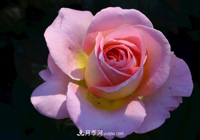 月季花，長得好看，要養(yǎng)好要學會小技巧(圖1)