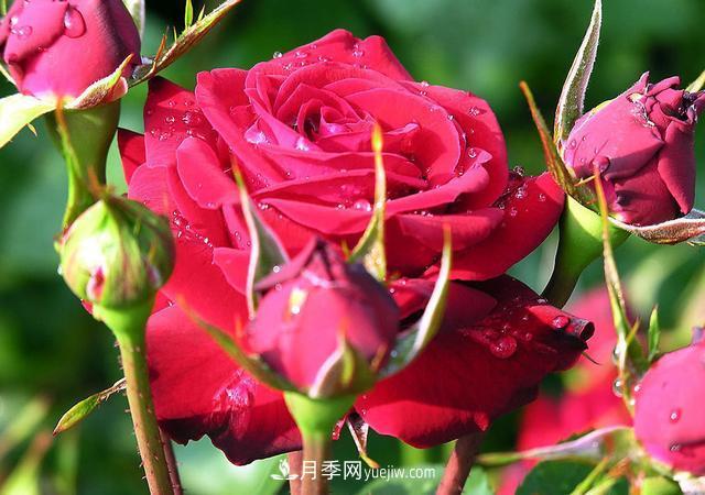 月季花，長得好看，要養(yǎng)好要學會小技巧(圖3)