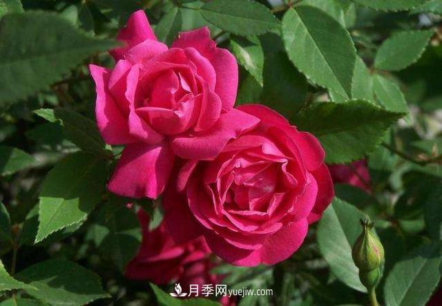 月季花，長得好看，要養(yǎng)好要學會小技巧(圖2)