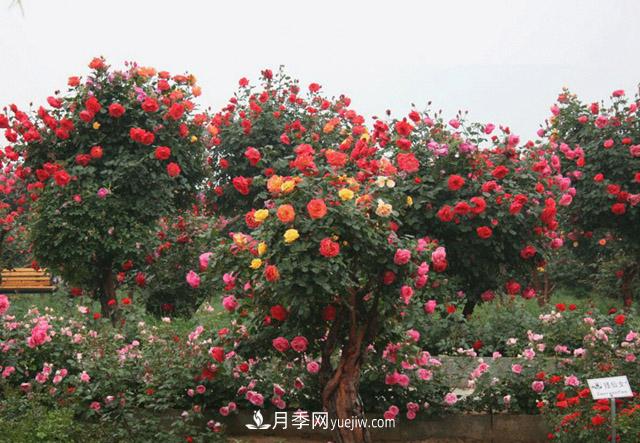 10公分樹狀月季價(jià)格，供應(yīng)別墅和景點(diǎn)的古樁月季(圖1)