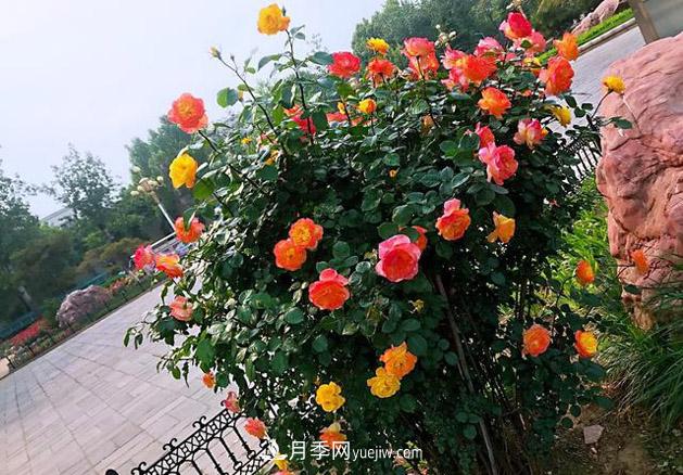 月季樹年年開花滿枝頭，遠遠一看像棒棒糖(圖2)