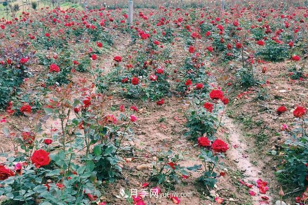 玫瑰花種植技術(shù)（含盆栽養(yǎng)殖方法及注意事項）(圖3)