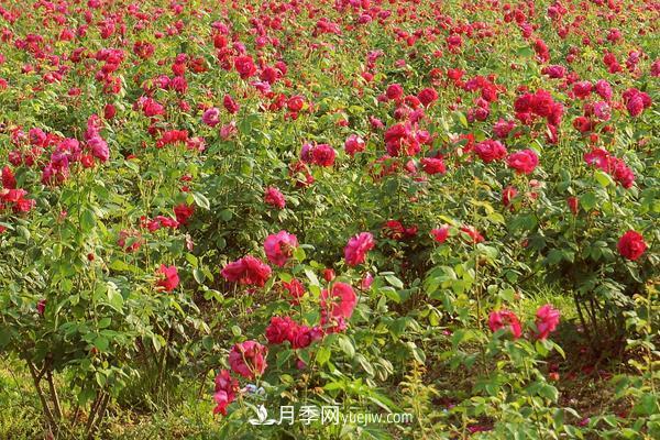 玫瑰花種植技術(shù)（含盆栽養(yǎng)殖方法及注意事項）(圖2)