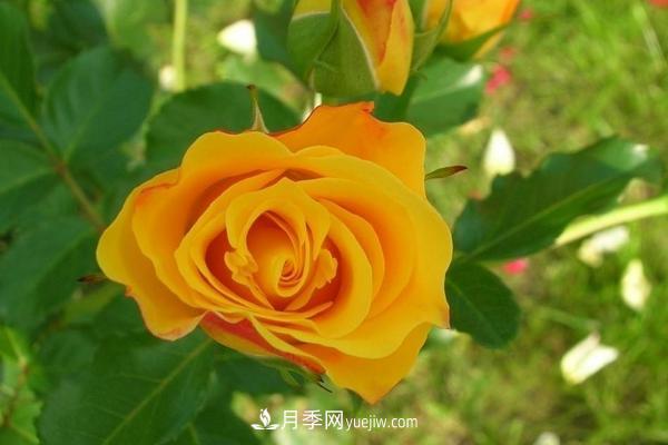 玫瑰花種植技術(shù)（含盆栽養(yǎng)殖方法及注意事項）(圖6)