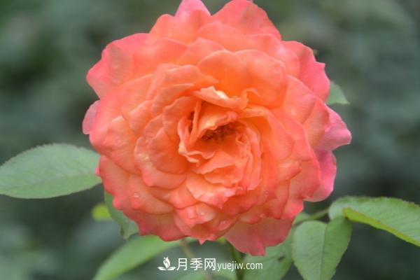 月季一年開(kāi)幾次花 月季種子怎么種(圖1)