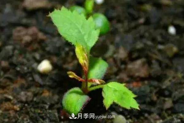 月季一年開(kāi)幾次花 月季種子怎么種(圖4)