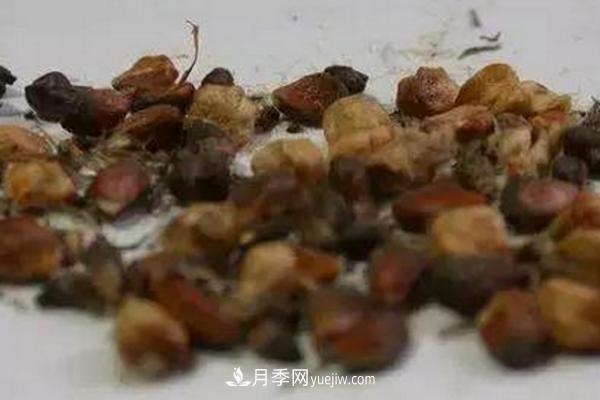 月季一年開(kāi)幾次花 月季種子怎么種(圖3)