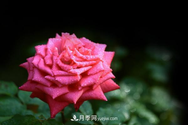 月季一年開(kāi)幾次花 月季種子怎么種(圖5)