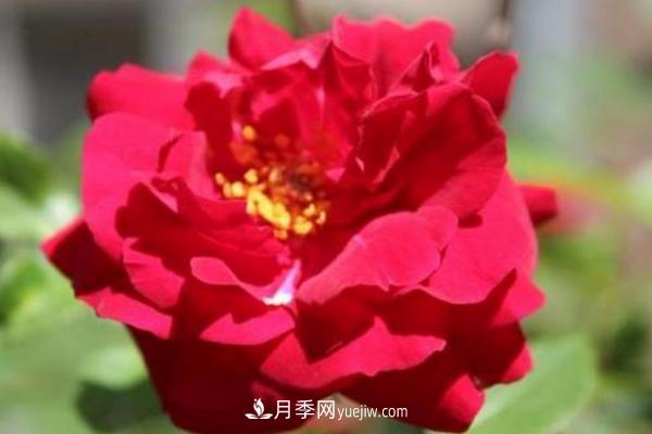 月季一年開(kāi)幾次花 月季種子怎么種(圖2)