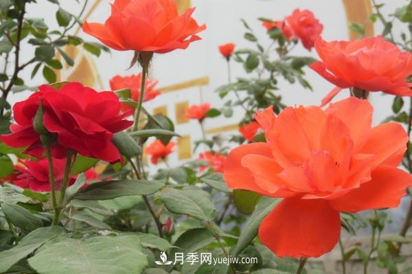 月季一年開(kāi)幾次花 月季種子怎么種(圖6)