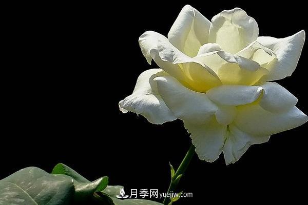 微型月季什么品種***好？微型月季怎么修剪枝葉？(圖2)