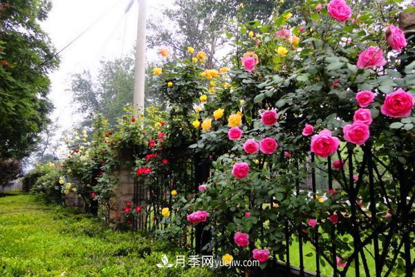 家庭陽(yáng)臺(tái)怎么養(yǎng)藤本月季？盆栽藤本月季怎么澆水？(圖1)
