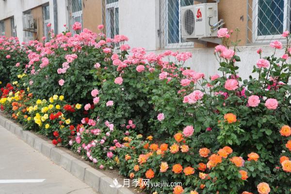 家庭陽(yáng)臺(tái)怎么養(yǎng)藤本月季？盆栽藤本月季怎么澆水？(圖2)