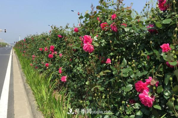 家庭陽(yáng)臺(tái)怎么養(yǎng)藤本月季？盆栽藤本月季怎么澆水？(圖3)