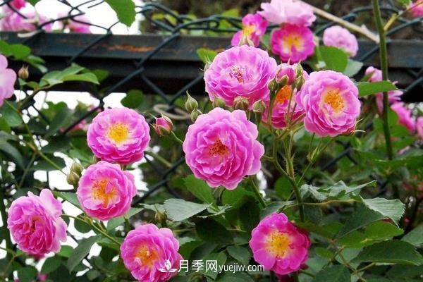 藤本月季怎么修剪枝葉？藤本月季如何過冬？(圖3)
