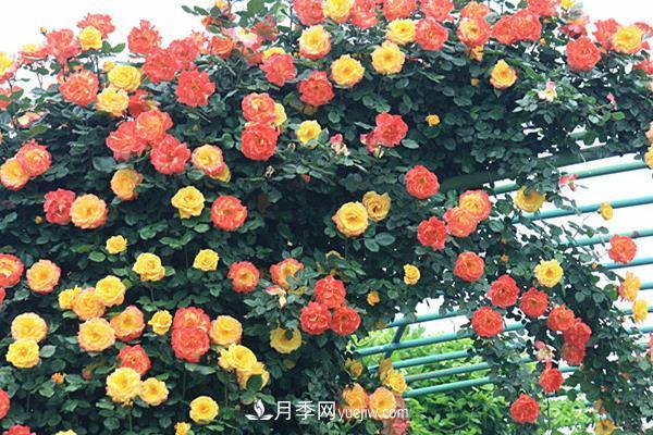 藤本月季怎么修剪枝葉？藤本月季如何過冬？(圖1)