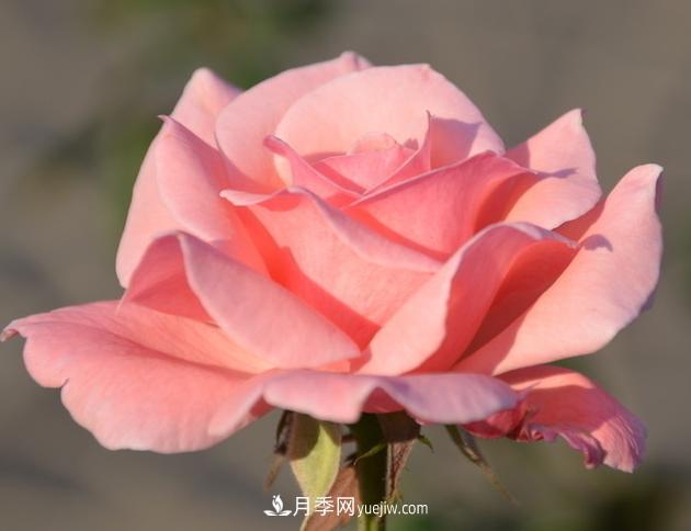 月季花的栽培技術(shù)和***佳種植時(shí)間？(圖2)