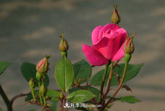 月季花的栽培技術(shù)和***佳種植時(shí)間？(圖1)