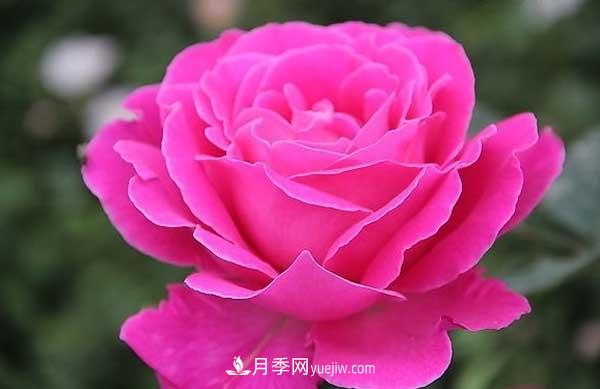 月季花的栽培技術(shù)和***佳種植時(shí)間？(圖3)