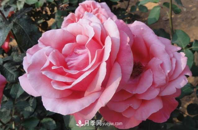 月季花什么時候開花？什么時候播種？(圖2)