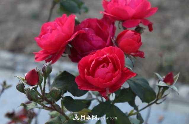 月季花什么時候開花？什么時候播種？(圖3)