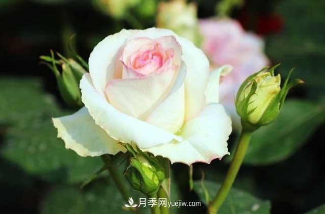 盆栽月季花怎么養(yǎng)？對環(huán)境有什么要求？(圖1)