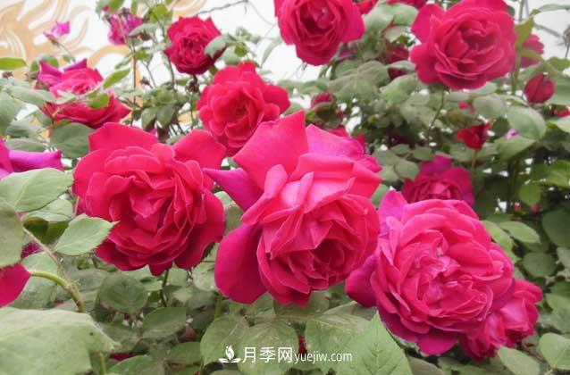 盆栽月季花怎么養(yǎng)？對環(huán)境有什么要求？(圖3)