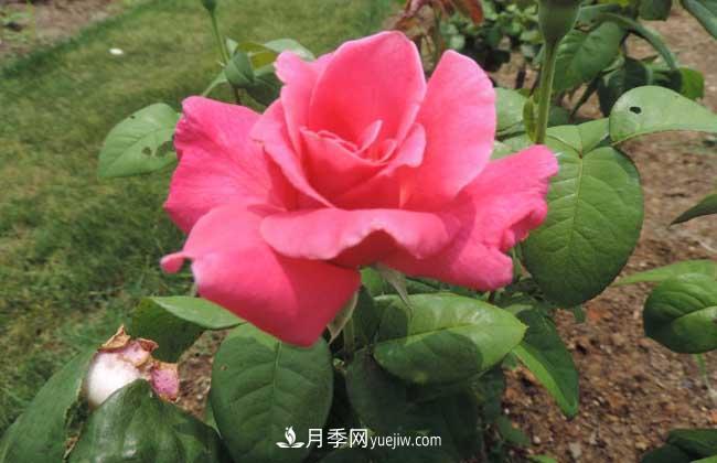 月季花葉子發(fā)黃怎么辦？種植前景如何？(圖2)