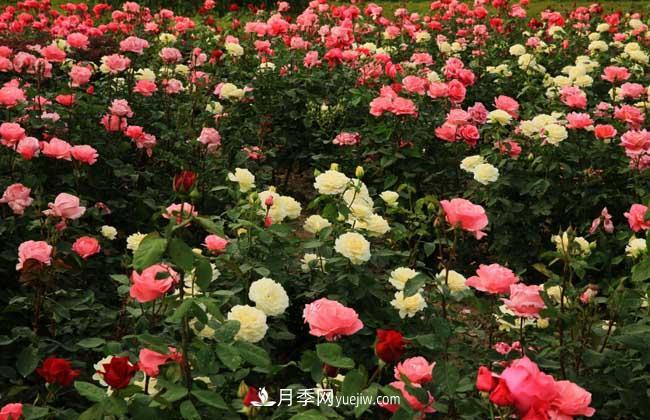 月季花葉子發(fā)黃怎么辦？種植前景如何？(圖5)