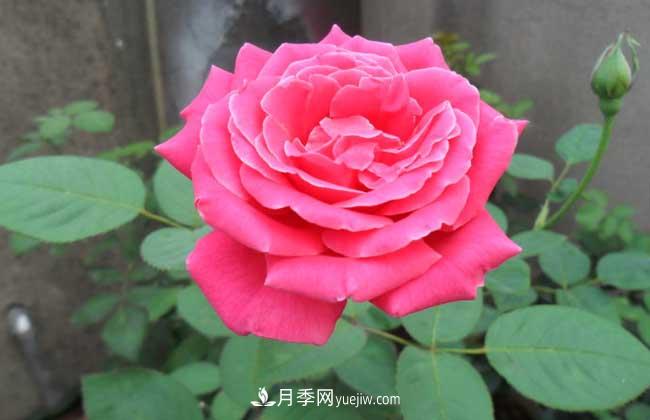 月季花葉子發(fā)黃怎么辦？種植前景如何？(圖4)