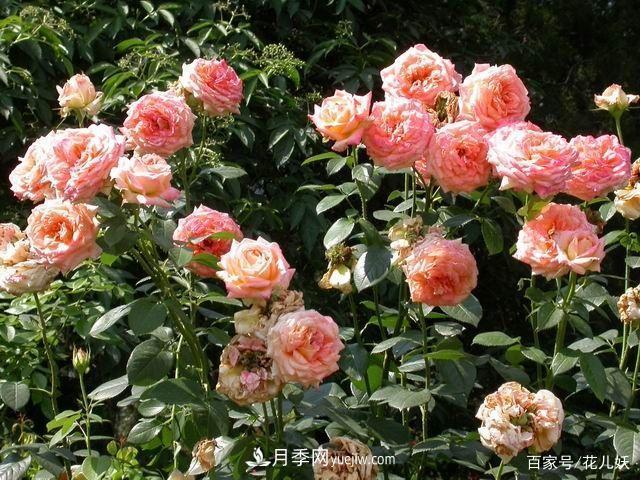 盆栽月季花掌握4個(gè)小技巧，長(zhǎng)得“花繁葉茂”不難！(圖1)