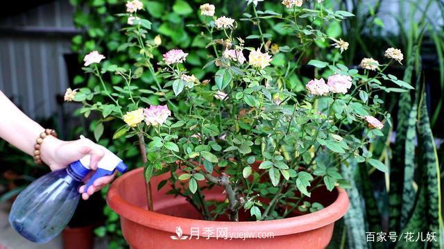 盆栽月季花掌握4個(gè)小技巧，長(zhǎng)得“花繁葉茂”不難！(圖2)