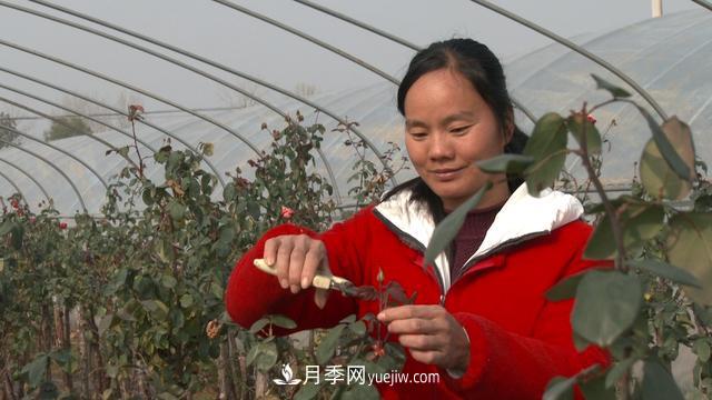 南陽(yáng)蒲山鎮(zhèn)王朝娟：月季綻開致富的花(圖1)