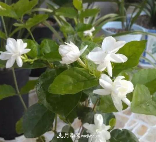 初冬適合養(yǎng)哪些花？這6種花好養(yǎng)又好看！(圖1)