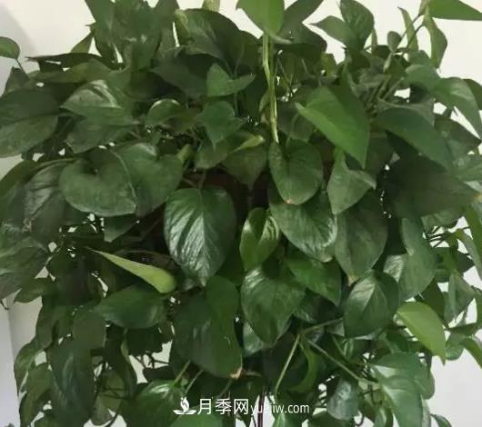 初冬適合養(yǎng)哪些花？這6種花好養(yǎng)又好看！(圖2)