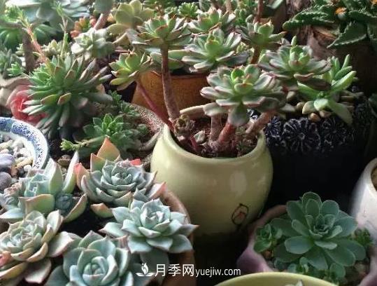 初冬適合養(yǎng)哪些花？這6種花好養(yǎng)又好看！(圖4)