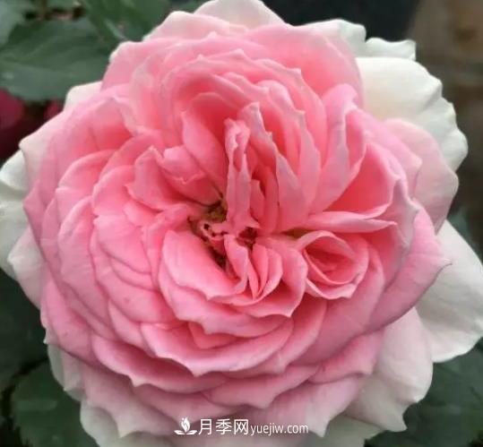 初冬適合養(yǎng)哪些花？這6種花好養(yǎng)又好看！(圖5)