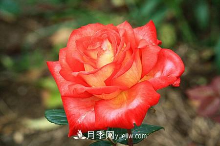 香水月季的病蟲(chóng)害防治(圖1)