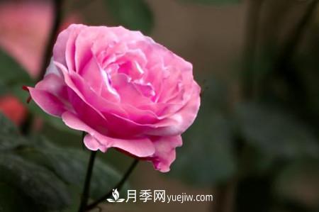 香水月季的病蟲(chóng)害防治(圖2)