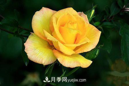 香水月季的病蟲(chóng)害防治(圖3)