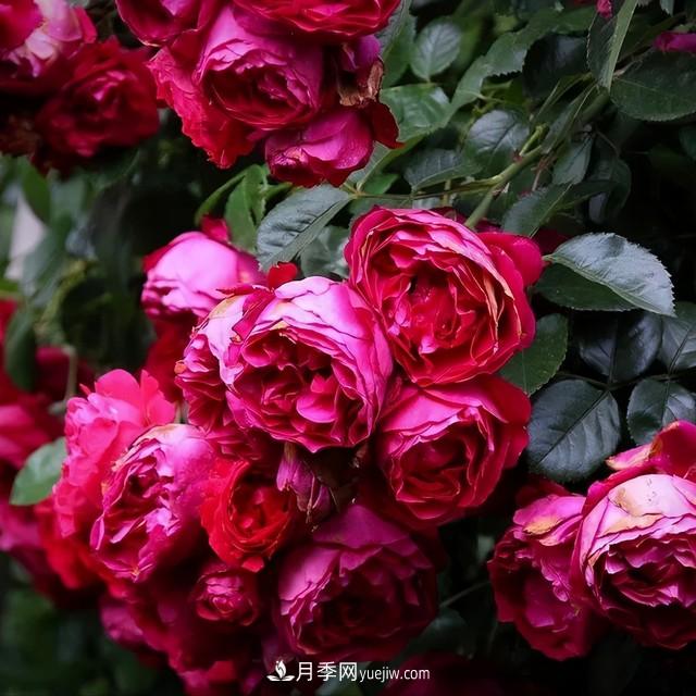 仙女博主的小院，種了什么月季？都是超低維護(圖2)