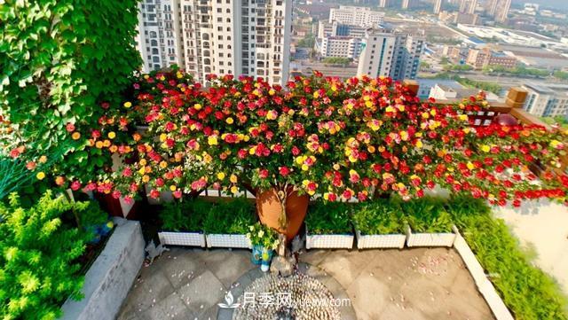 仙女博主的小院，種了什么月季？都是超低維護(圖7)