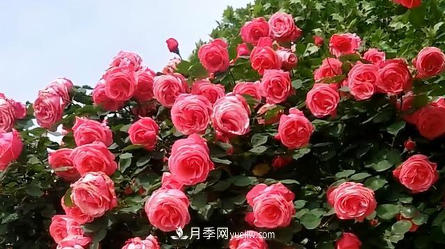 仙女博主的小院，種了什么月季？都是超低維護(圖5)
