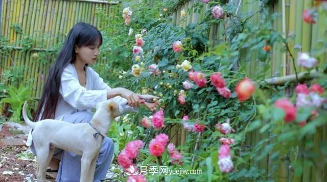 仙女博主的小院，種了什么月季？都是超低維護(圖6)