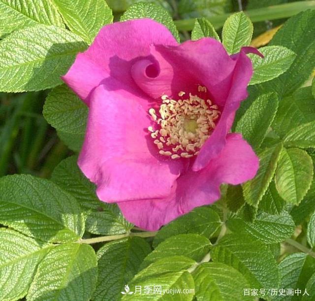 玫瑰和月季怎么區(qū)分？***簡單的方法是什么？(圖1)