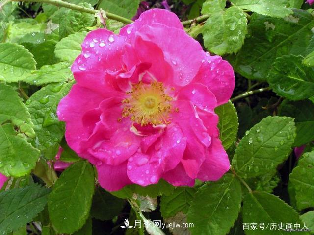 玫瑰和月季怎么區(qū)分？***簡單的方法是什么？(圖4)
