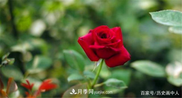 玫瑰和月季怎么區(qū)分？***簡單的方法是什么？(圖5)