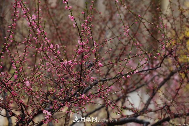 疫情后行情受到壓制，2021年苗木人如何扭轉(zhuǎn)局面(圖3)