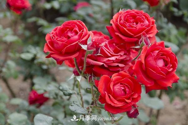黑魔術(shù)月季優(yōu)缺點(diǎn)，適合新手養(yǎng)殖嗎(圖1)
