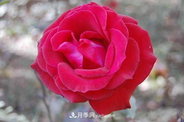 黑魔術(shù)月季優(yōu)缺點(diǎn)，適合新手養(yǎng)殖嗎(圖2)